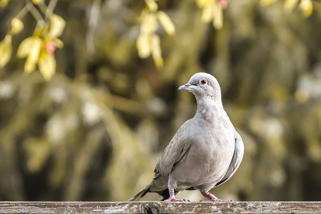 Tauben bei pixabay