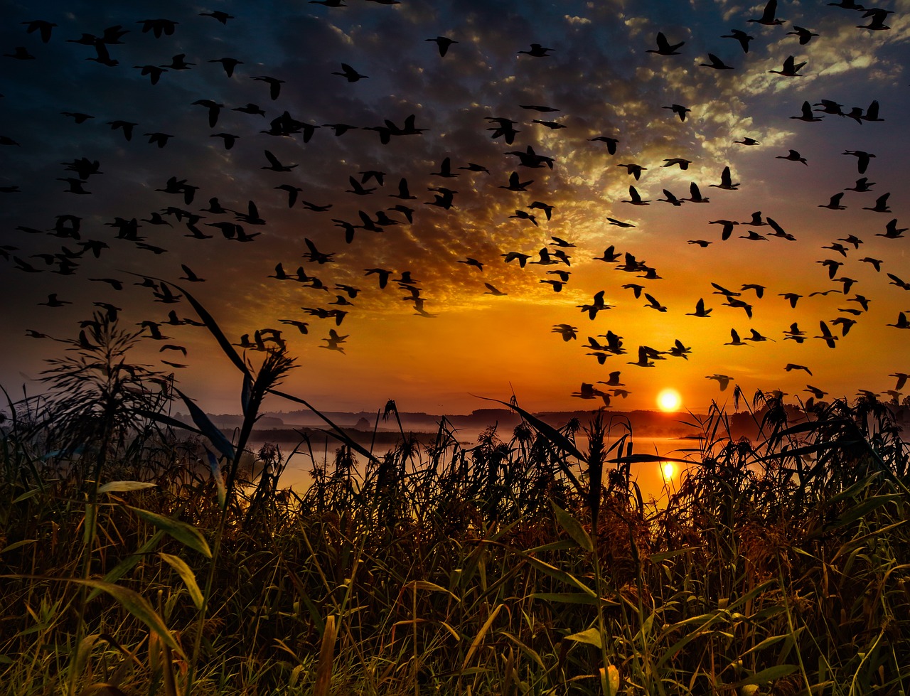 Pixabay, Vögel suchen einen Schlafplatz