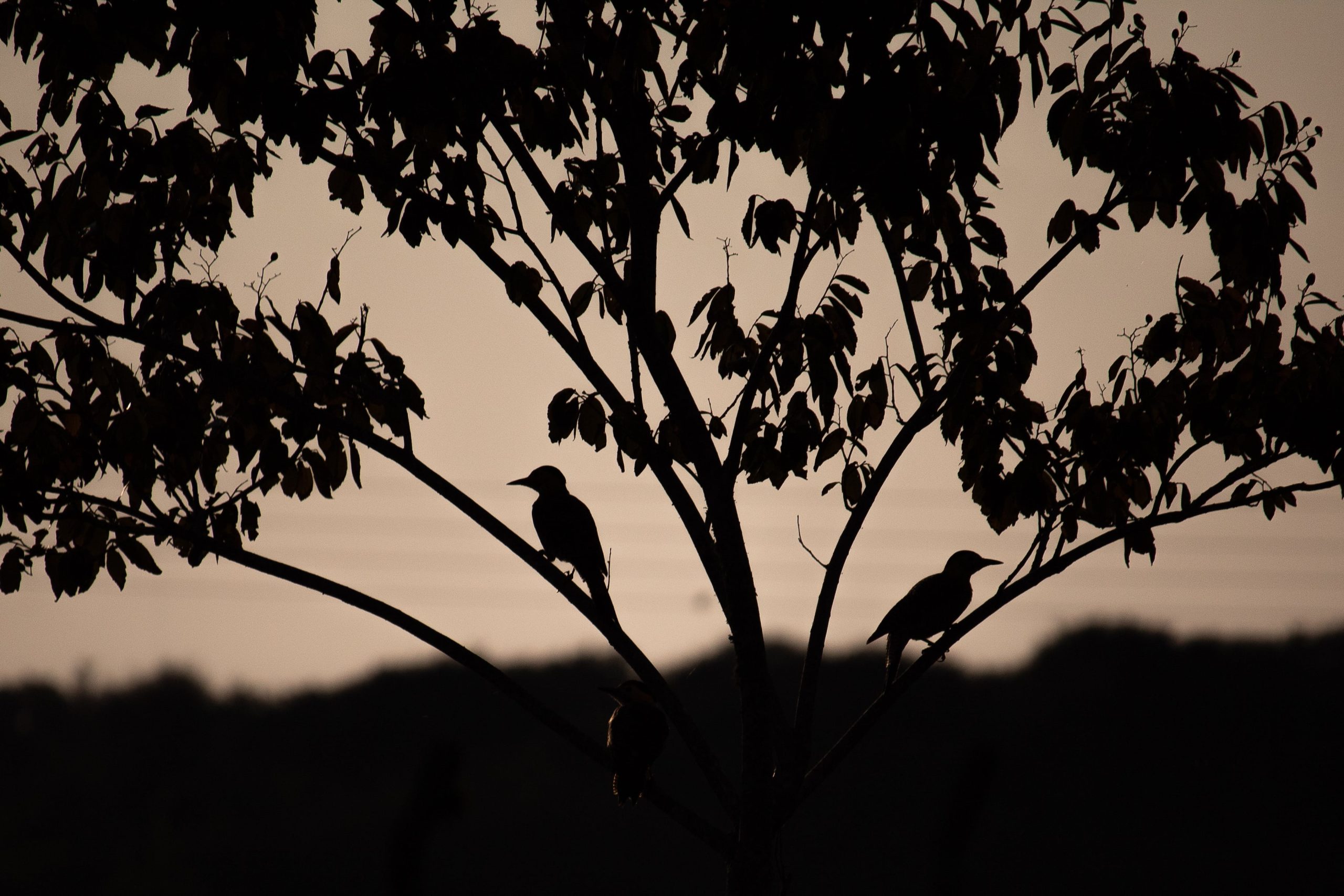 Bild von Gabrielli auf Pixabay