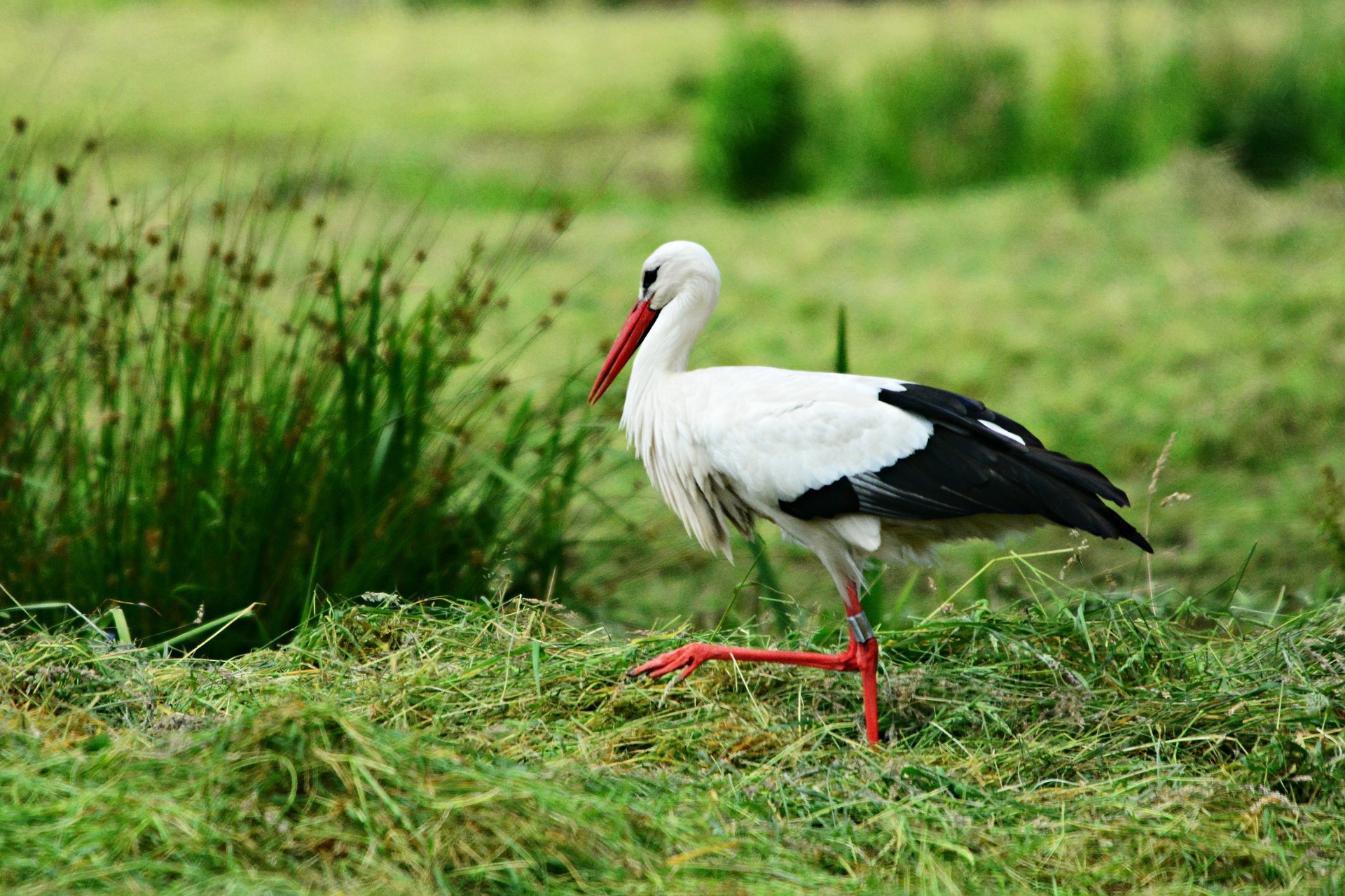Storch