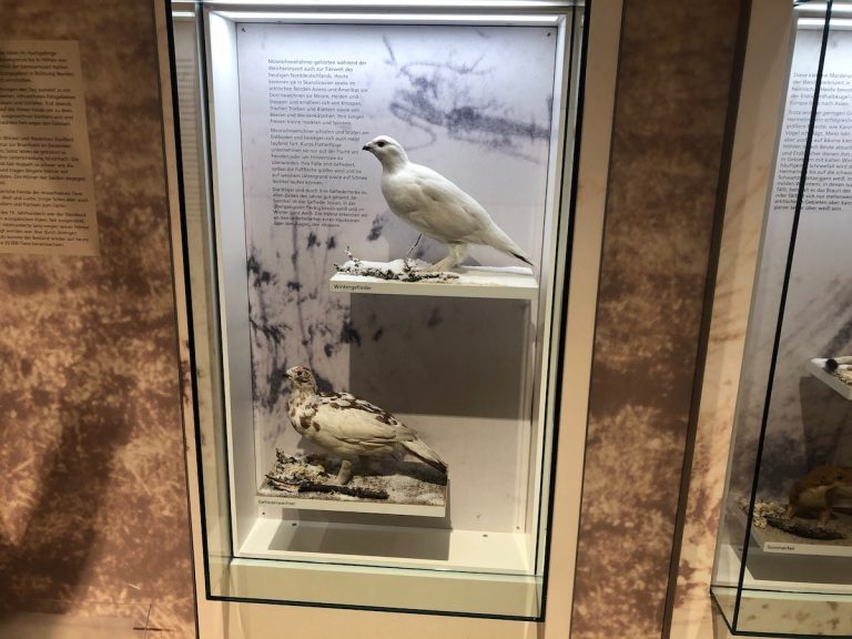 Naturhistorisches Museum Braunschweig Vogelsaal